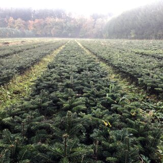 Abies nordmanniana, 15-30