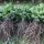 Abies nordmanniana, 15-30