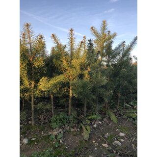 Pseudotsuga menziesii, 50-80